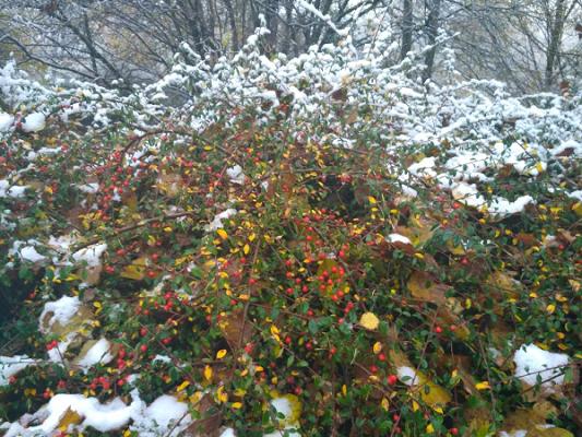 SW Umformtechnik GmbH & Co.KG